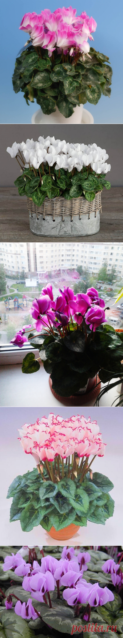 ЦИКЛАМЕН