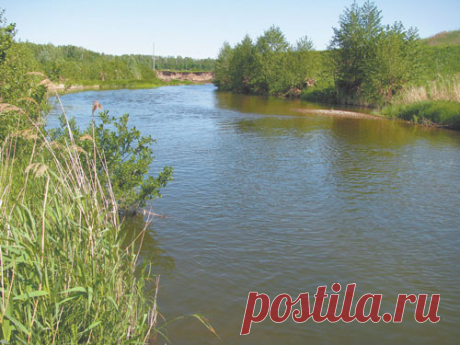 Смена видов рыбы в водоеме  

Эссе [ фр. essai ] - прозаический этюд, представляющий в непринужденной форме общие или предварительные соображения о каком-либо предмете или по какому-либо поводу. *Словарь иностранных слов СПб., …