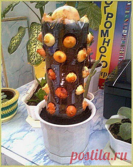 Витаминный кактус