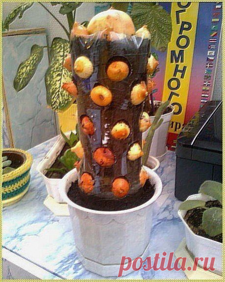 Витаминный кактус