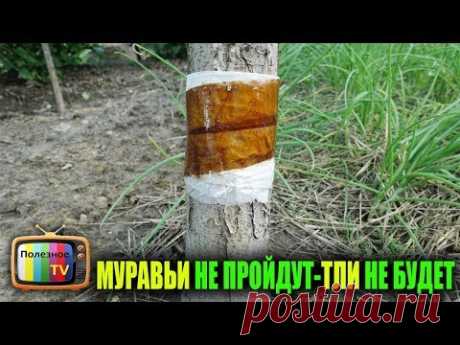 ЭТО БЫСТРО ИЗБАВИТ ОТ ТЛИ И МУРАВЬЁВ НА ДЕРЕВЬЯХ