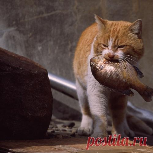 Звериная #Рыбалка! Смешная рыбалка.