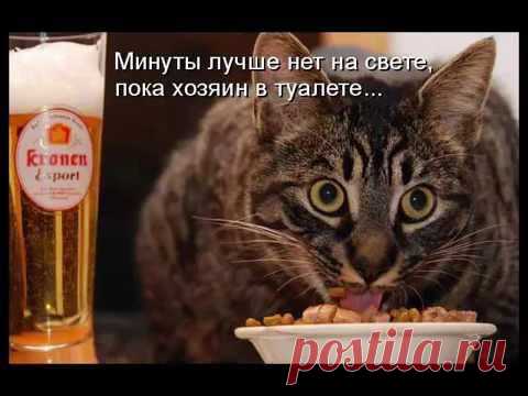 Незваный ужин - котоматрицы с кулинарным уклоном | Со вкусом