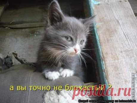 Котоматрицы, каждая с доброй улыбкой