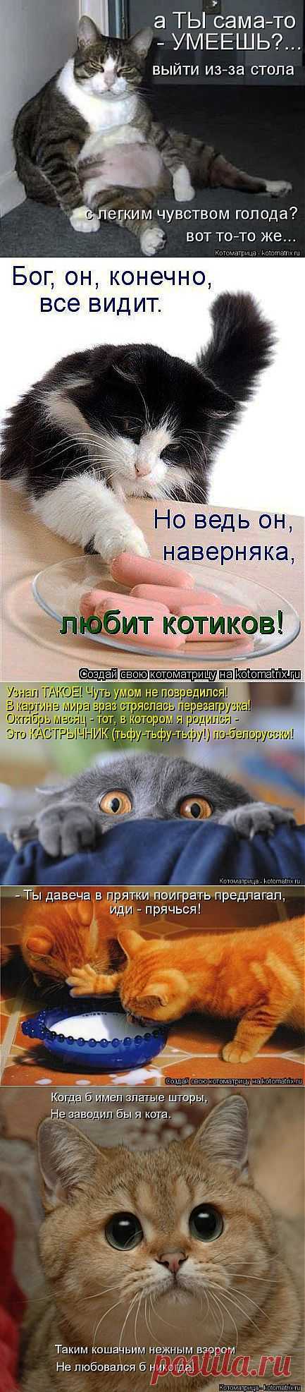 Новый сборник котоматриц | Четвероногий юмор