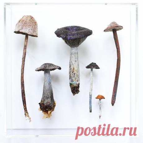 Amanda Cobbett: грибы из ткани и...