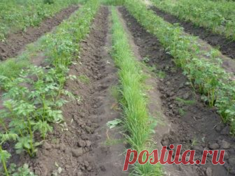 Картофель: лучшие сидераты для посадки весной, какой сидерат посадить после