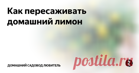Как пересаживать домашний лимон Чтобы растение хорошо развивалось, я раз в 3-4 года пересаживаю его.