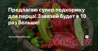 Предлагаю супер подкормку для перца! Завязей будет в 10 раз больше! Перец - полезный и вкусный овощ, который выращивают многие огородники. Он неприхотлив в уходе, и не требует особого ухода. Но для того чтобы перец одарил нас щедростью своих плодов, необходимо культуру правильно и во время подкормить.