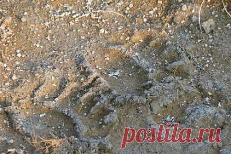 В российском регионе заметили следы краснокнижного медведя. В рязанской деревне Деулино обнаружили отчетливые следы бурого медведя, занесенного в Красную книгу Рязанской области. Автор видео отмечает, что определить размеры животного не предоставляется возможным. Ранее в поселке Диксон Красноярского края краснокнижный белый медведь вышел к людям.