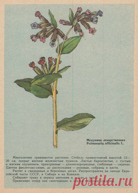 Медуница лекарственная