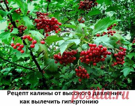 Лечебные свойства калины красной при гипертонии Доброе время суток! Перед тем как читать статью, немного расскажу о себе. Зовут меня Борис Владимирович Иртегов - я травник с 30-летней практикой. Когда Вы будете искать ответы на вопросы лечения заболеваний народными средствами, советую беречь свое здоровье и не приступать к лечению без консультации специалиста и скажу почему.  Есть очень много целебных растений и методов, которые доказали …