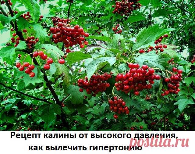 Лечебные свойства калины красной при гипертонии Доброе время суток! Перед тем как читать статью, немного расскажу о себе. Зовут меня Борис Владимирович Иртегов - я травник с 30-летней практикой. Когда Вы будете искать ответы на вопросы лечения заболеваний народными средствами, советую беречь свое здоровье и не приступать к лечению без консультации специалиста и скажу почему.  Есть очень много целебных растений и методов, которые доказали …