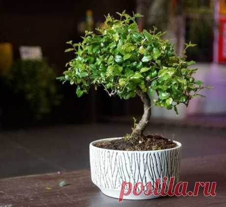 Карликовые деревья для дома: особенности ухода