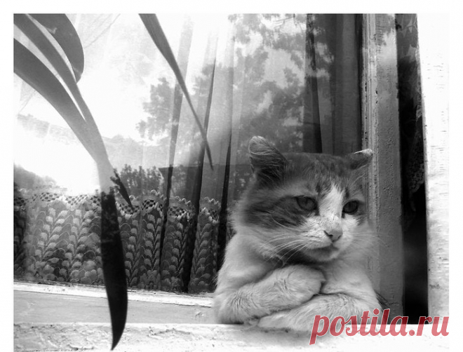 Погладь кота! 


 
 
Кота заводят, чтобы кот
Был маяком во тьме забот —Ты, например, забыл ключи,Сын в школе двойку получил,Прогнило у авто нутро,Украли кошелек в метро,А на работе вновь аврал,Начальник матом наора…