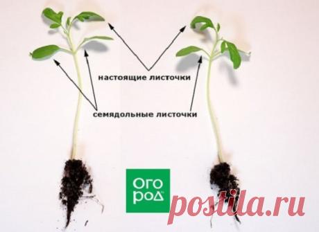11 непростительных ошибок при пикировке томатов | Томаты (Огород.ru)