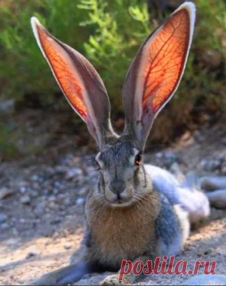 Animal life – Google+