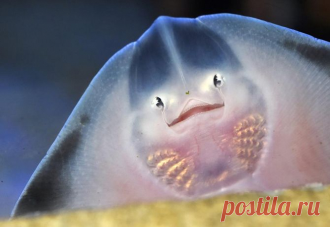 Детеныш ската с ладонь.