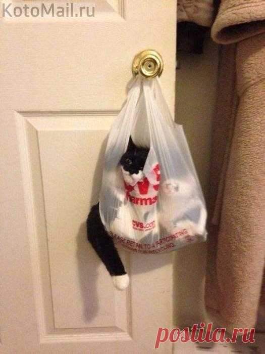 Послала за хлебом, купил кота.