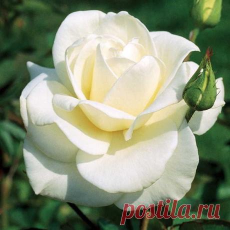John F. Kennedy Hybrid Tea Rose | Пин от пользователя Julianne Bingham на доске Roses I just love Roses