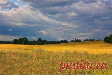 In the fields of ripening bread ... - Eleonora Grigorjeva - LensArt.ru