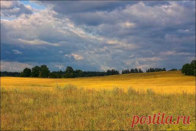 In the fields of ripening bread ... - Eleonora Grigorjeva - LensArt.ru