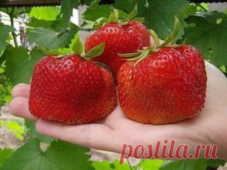 9 СЕКРЕТОВ ВЫРАЩИВАНИЯ КРУПНОЙ КЛУБНИКИ
Когда видим на прилавках супермаркета замороженную крупную ягоду земляники, поневоле берет зависть. Своя же почему-то родится гораздо мельче. Но землянику-тяжеловес можно встретить и на рынках. Оказывается, крупную землянику можно вырастить не только в Польше или Израиле, но и на наших грядках, надо лишь знать несколько хитростей.

9 секретов выращивания крупной клубники

1 Очень важно приобрести крупноплодные сорта: Холидей, Хоней, ...