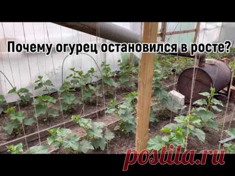 5 причин почему огурец остановился в росте . НЕ ДОПУСКАЙТЕ ЭТОГО.