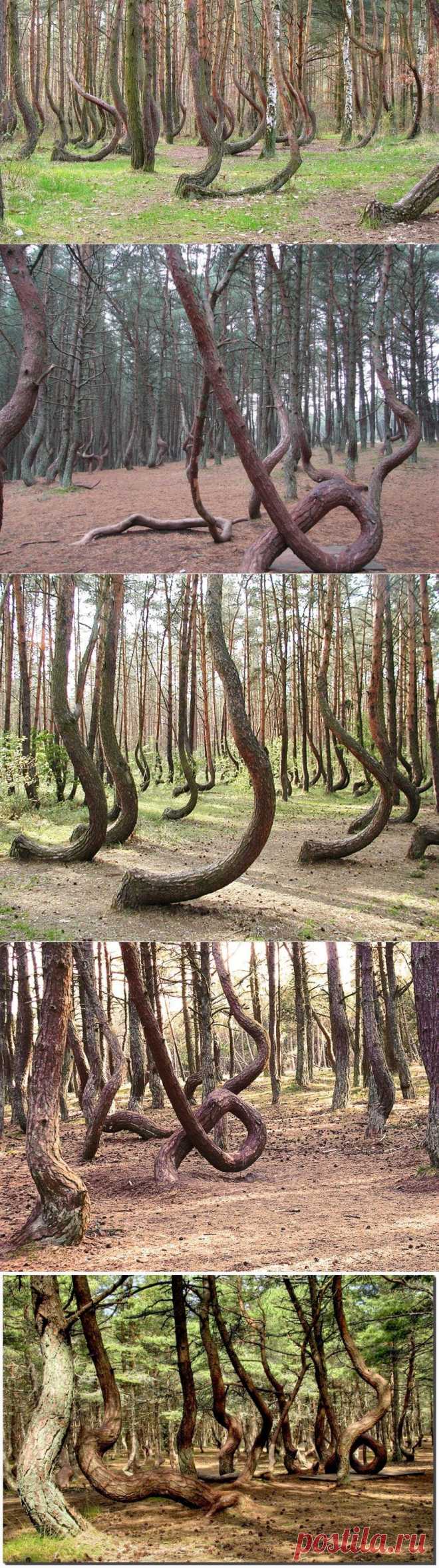 Танцующий лес