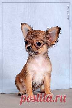 Питомник Голден из Лайф | Продажа щенков д/ш | 23.11.2015 г.