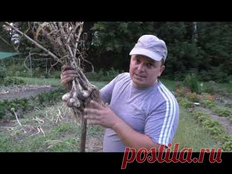 Чеснок- вот что у нас выросло из неразделённых на зубки головок!!!