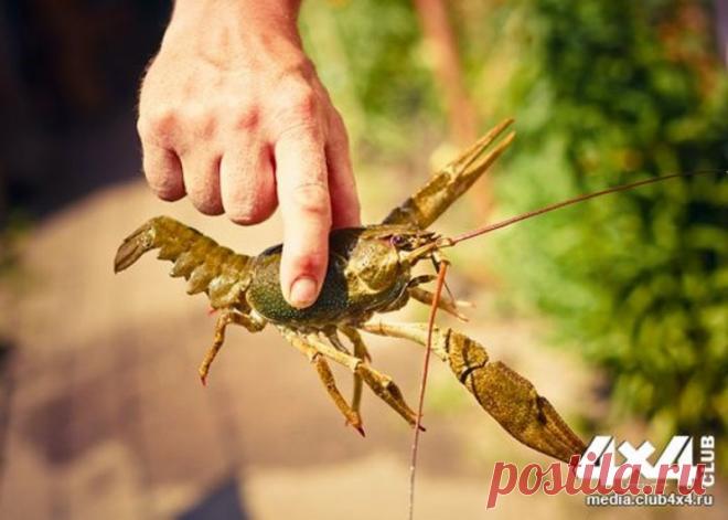 Ловля раков