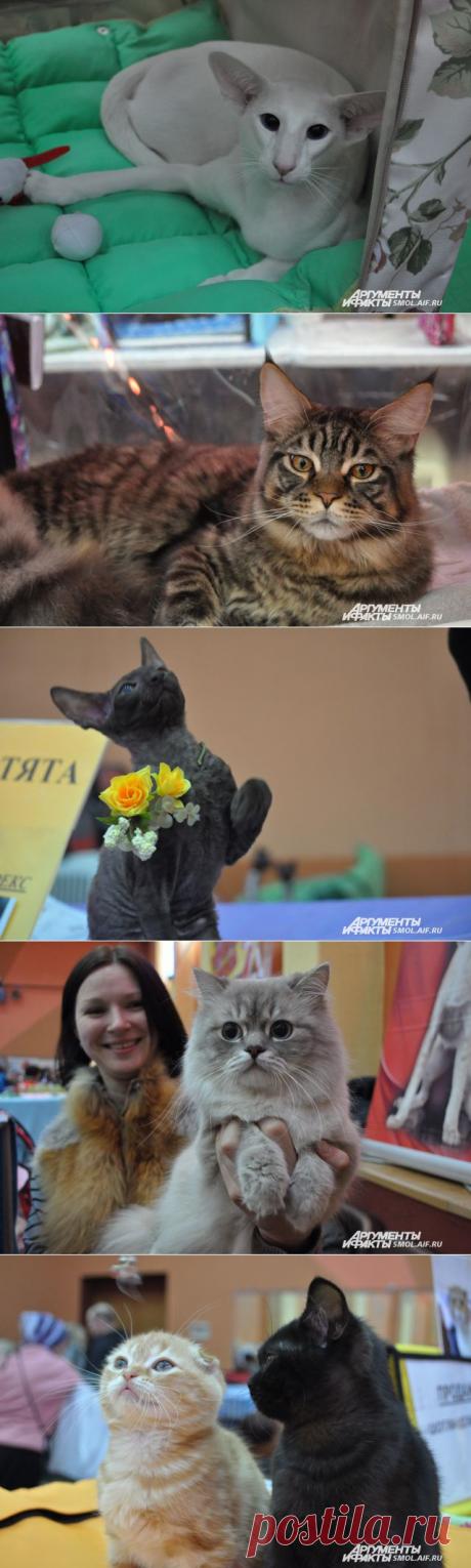 Советы заводчиков: как выбрать породу кошки под свой характер