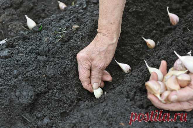 Получаем саженцы за три месяца