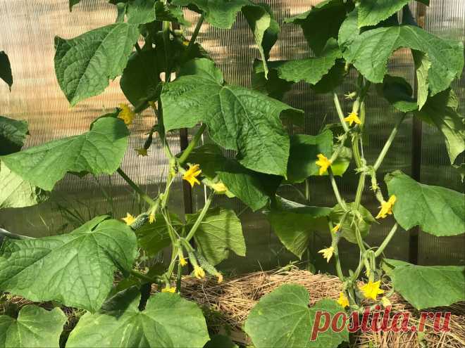 “Брежневская” подкормка - даже хилые огурцы моментально идут в рост и начинают обильно плодоносить | Зелёные истории | Дзен