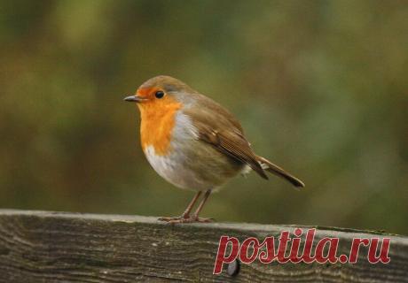 Зарянка, или малиновка: лесной огонёк, друг садовника | Кафедра зоологии | Яндекс Дзен