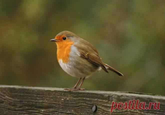 Зарянка, или малиновка: лесной огонёк, друг садовника | Кафедра зоологии | Яндекс Дзен