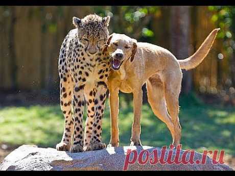 ▶ ▶ まる です 2 утра Maru 2-я -.. YouTube