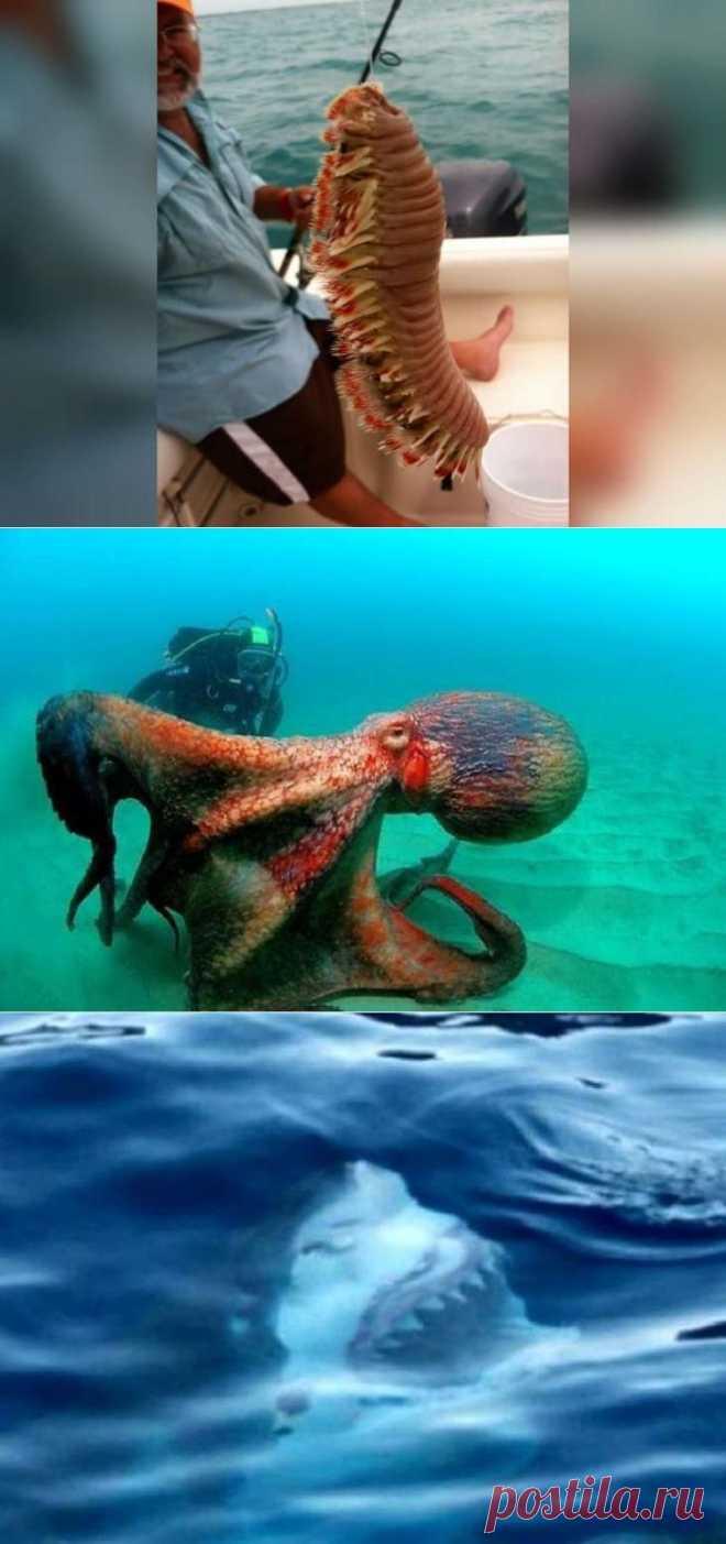 Страшные морские глубины