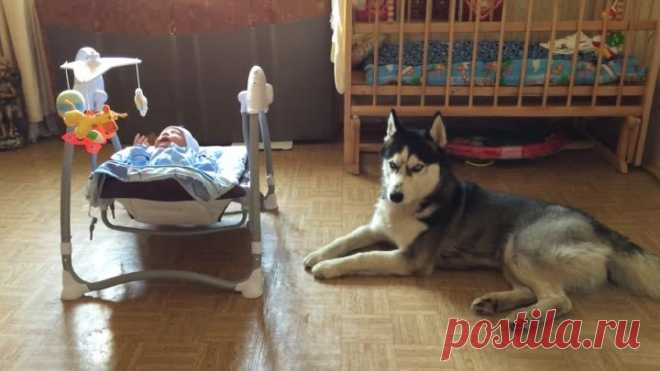 Хаска Дик успокаивает ребенка
