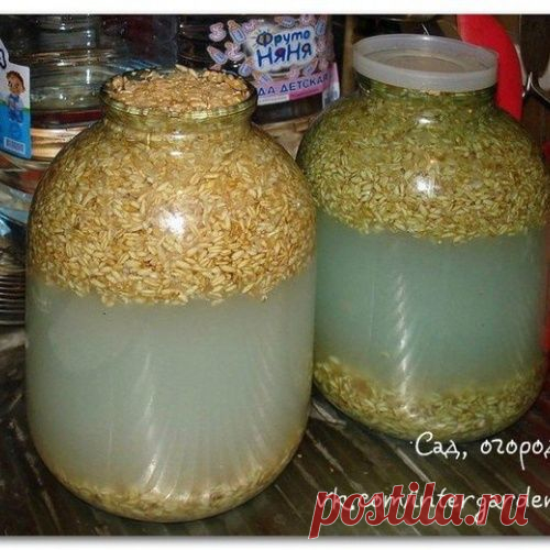Квас из овса - исконно русский напиток