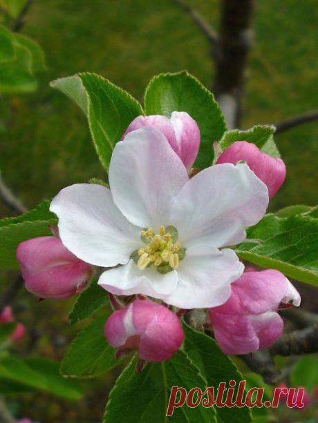 Apple blossom | flores
