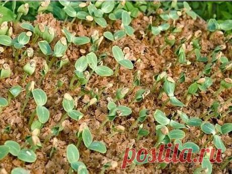 Я выращиваю огурцы... в горячих опилках Для того, чтобы получить урожай огурцов на две недели раньше обычного я предлагаю вам испробовать нетрадиционный метод выращивания рассады огурцов в... горячих опилках. Этот метод в настоящее время стремительно набирает популярность и имеет ряд очевидных преимуществ перед традиционным. Только представьте, что при пересадке рассада огурцов может потерять до 50% корней. Именно поэтому грунт из опилок - наиболее подходящий для рассады о...