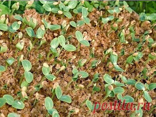 Я выращиваю огурцы... в горячих опилках Для того, чтобы получить урожай огурцов на две недели раньше обычного я предлагаю вам испробовать нетрадиционный метод выращивания рассады огурцов в... горячих опилках. Этот метод в настоящее время стремительно набирает популярность и имеет ряд очевидных преимуществ перед традиционным. Только представьте, что при пересадке рассада огурцов может потерять до 50% корней. Именно поэтому грунт из опилок - наиболее подходящий для рассады о...