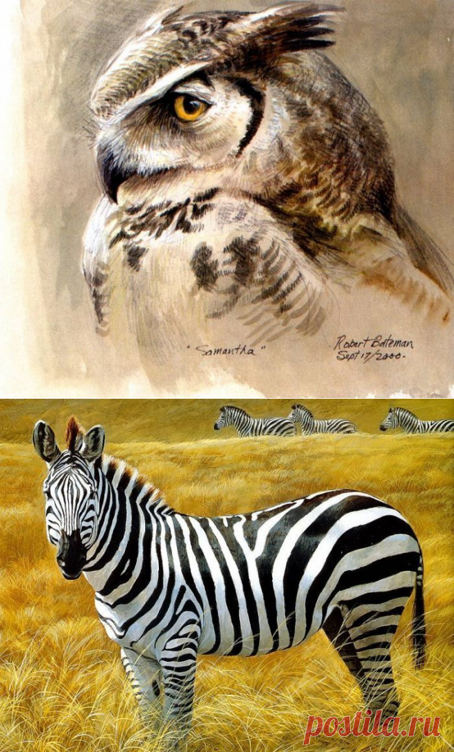 Художник анималист Robert Bateman