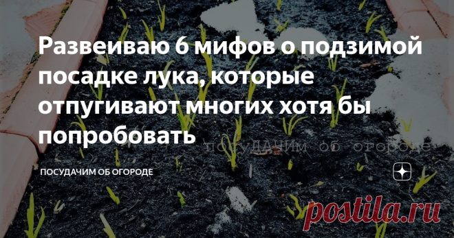 Развеиваю 6 мифов о подзимой посадке лука, которые отпугивают многих хотя бы попробовать Про посадку лука на репку под зиму я слышала неоднократно. Да чего уж там, многие мои знакомые так делают и уговаривают меня тоже попробовать. Сперва сопротивлялась, приводя свои аргументы, которые разгромили в пух и прах. И, честно говоря, я отступила. Привожу эти распространенные отговорки о подзимой посадке лука. 1. «Он будет весь в стрелку» Да, если вы посадите севок крупной фракци...