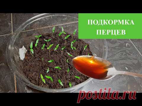 Подкормка ПЕРЦЕВ по Бабушкиному методу. Увеличение перцев и укрепление рассады.