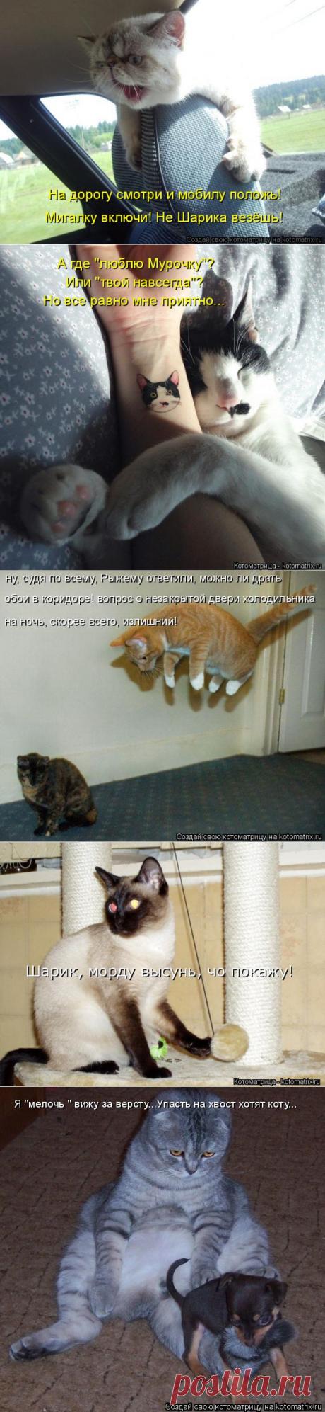 Свежая котоматрица - хорошее настроение