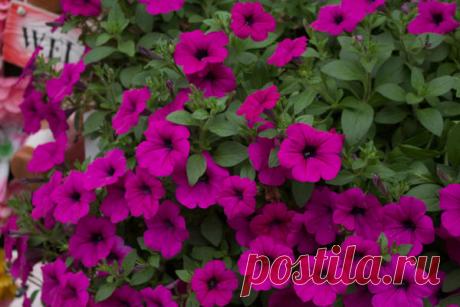 Топ-10 шикарных новых петуний: они достойны внимания