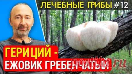 ГРИБ Ежовик гребенчатый, Гериций: средство от Альцгеймера, Паркинсона, старения. Улучшает память!
